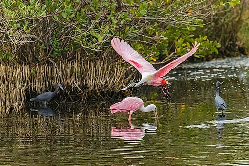 Roseate spoonbill flying-Merritt Island National Wildlife Refuge-Florida Art Print